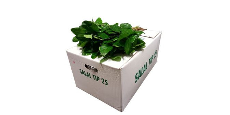 Salal Tips 50 cm 