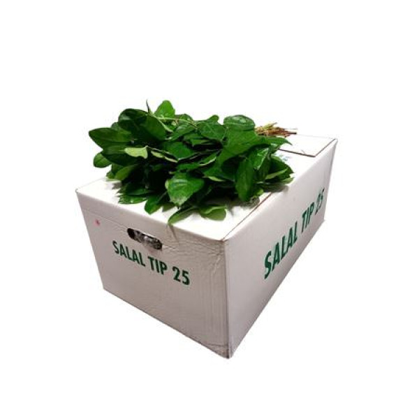Salal Tips 50 