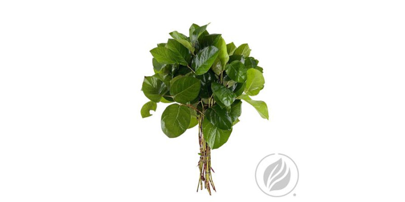 Salal Tips Dyna 45 cm A1