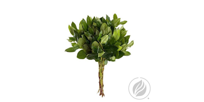 Salal Tips Ventium Exclusive 45 cm A1