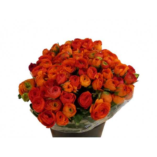 Ranunculus Orange A1 Col-Orange