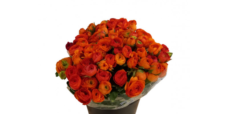 Ranunculus Orange A1 Col-Orange