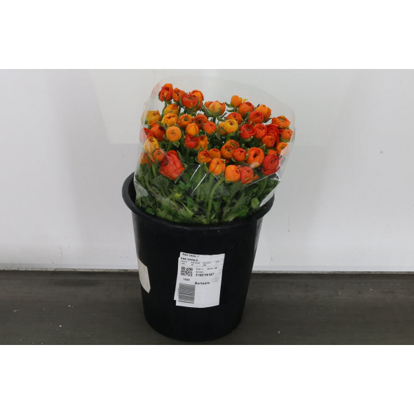 Ranunculus El Oranje Extra 45 A1Orange