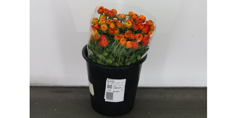 Ranunculus El Oranje Extra 45 A1Orange