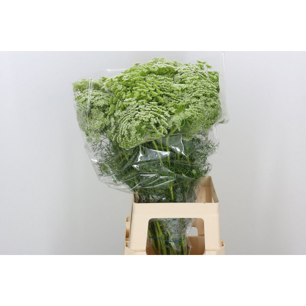 Ammi Visnaga 70cm A1 Col-White