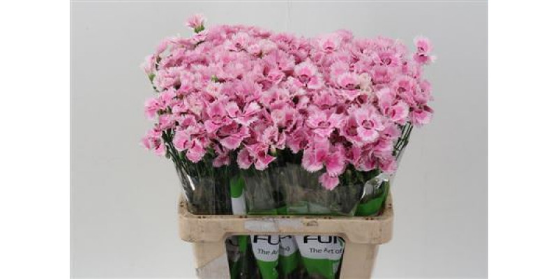 Dianthus Fiorino Iris 60cm A1