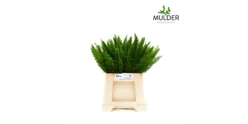 Dec Asperagus  Dens Myers 40 Per 50 40 cm A1