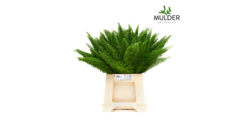 Dec Asperagus  Dens Myers 50 Per 50 50 cm A1