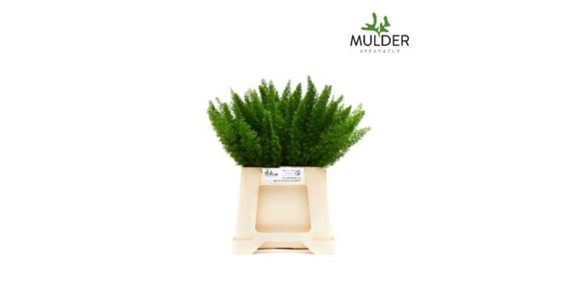 Asparagus Dens Myers 40 cm A1