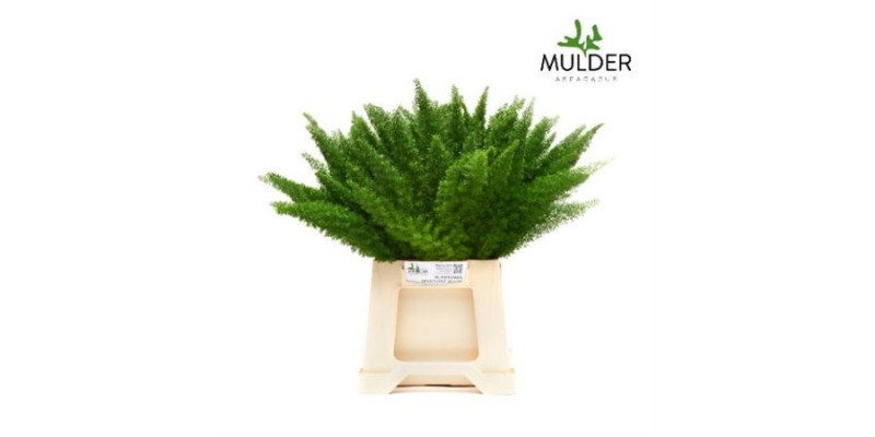 Asparagus Dens Myers 70 cm A1
