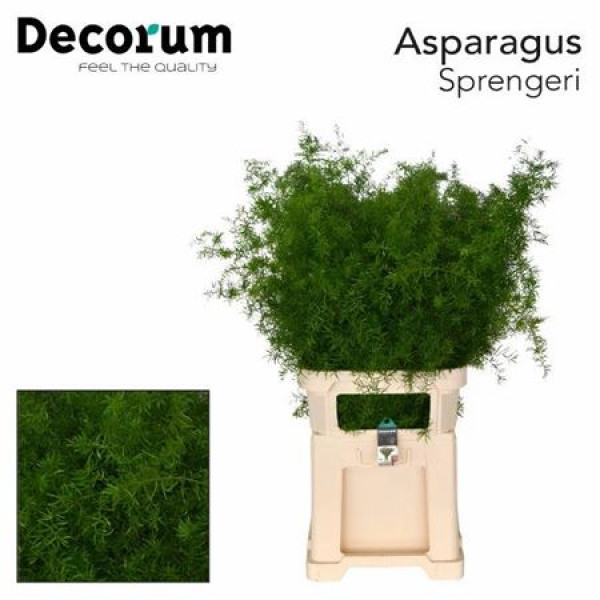 Asperagus  Dens Sprengeri 85cm A1