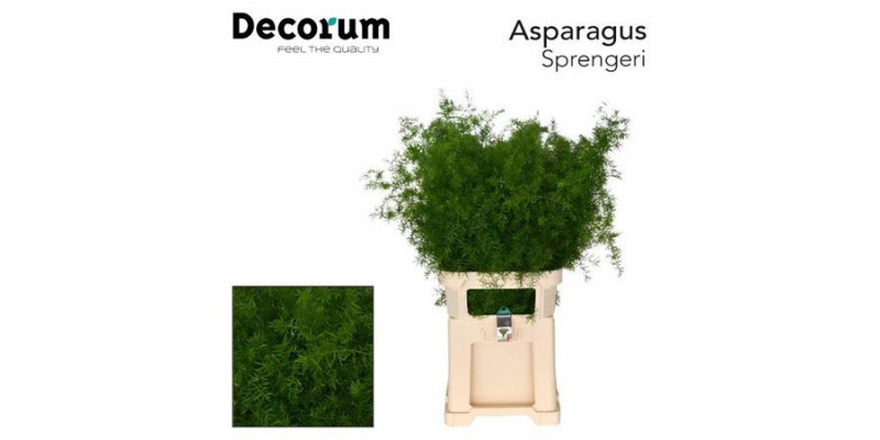 Asperagus  Dens Sprengeri 85cm A1