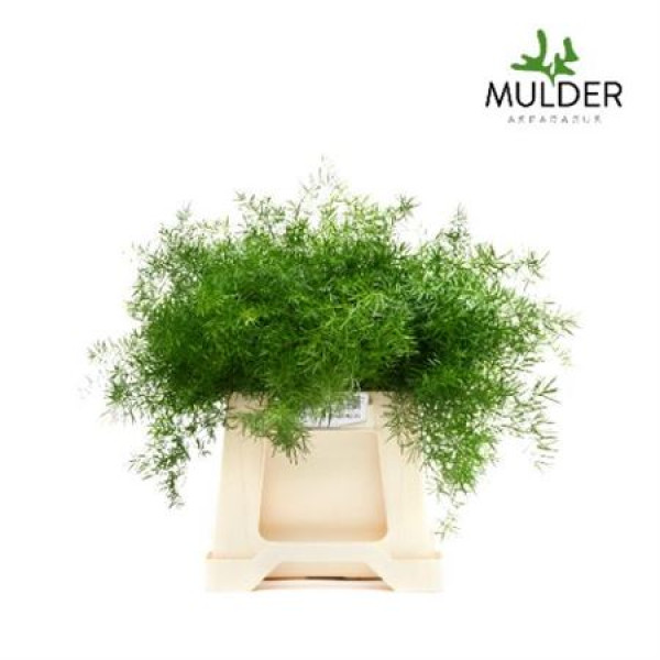 Dec Asperagus  Sprengeri 40cm 40 cm A1