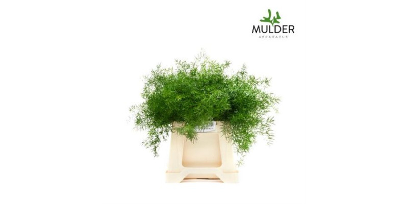 Dec Asperagus  Sprengeri 40cm 40 cm A1