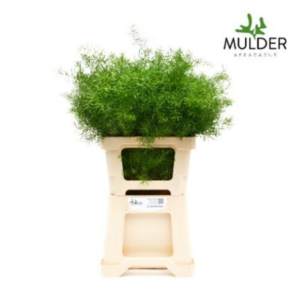 Dec Asperagus  Sprengeri 60cm 60 cm A1