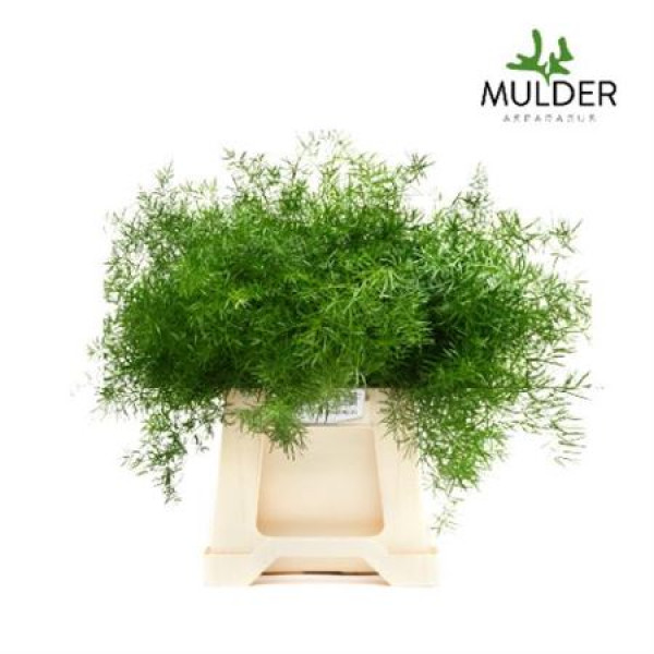 Dec Asperagus  Sprengeri 50cm 50 cm A1