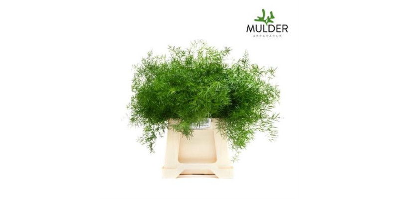 Dec Asperagus  Sprengeri 50cm 50 cm A1