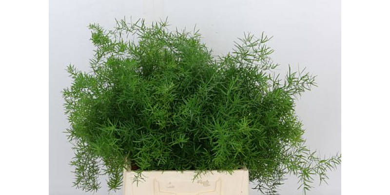 Asparagus Dens Sprengeri 40 cm A1