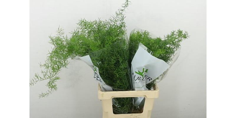 Asparagus Dens Sprengeri 60 cm A1