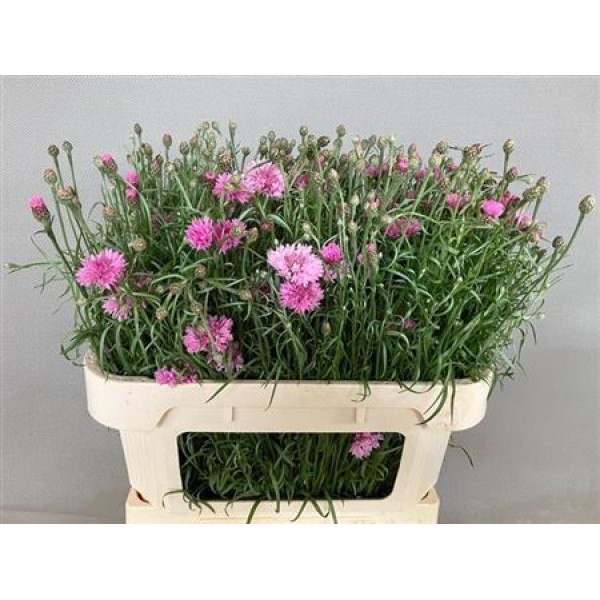 Centau Cyanus Pink 75cm A1