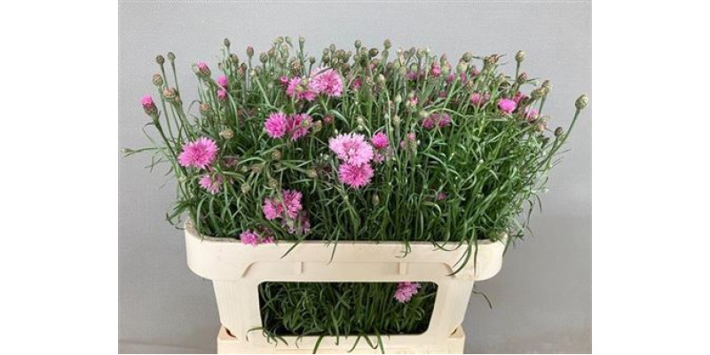 Centau Cyanus Pink 75cm A1