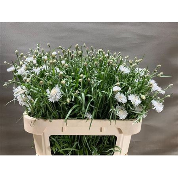 Centau Cyanus White 75cm A1