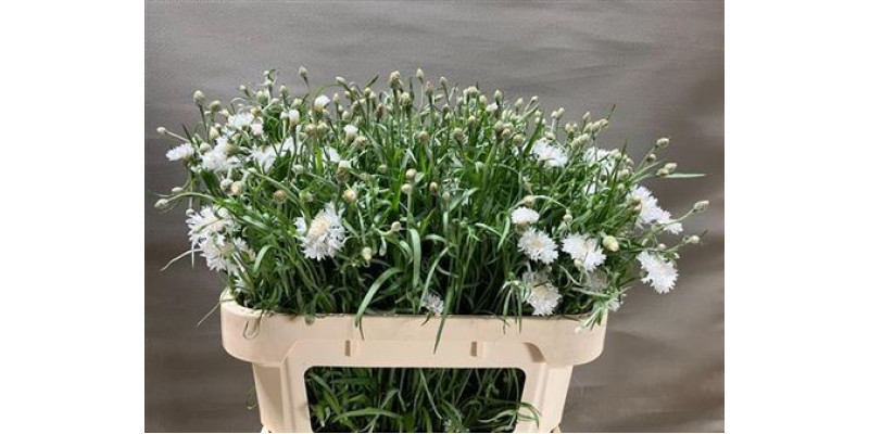 Centau Cyanus White 75cm A1