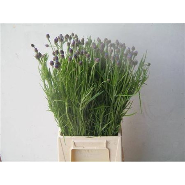Centau Cyanus 55 cm A1
