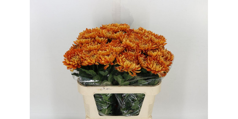 Chrysanthemums G Astro 60cm A1 Col-Copper