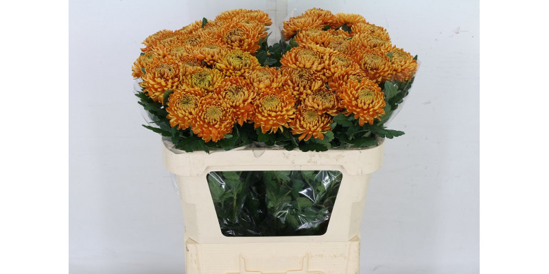 Chrysanthemums G Astro 75cm A1 Col-Copper