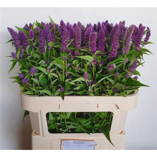 Agastache Ov 80cm A1