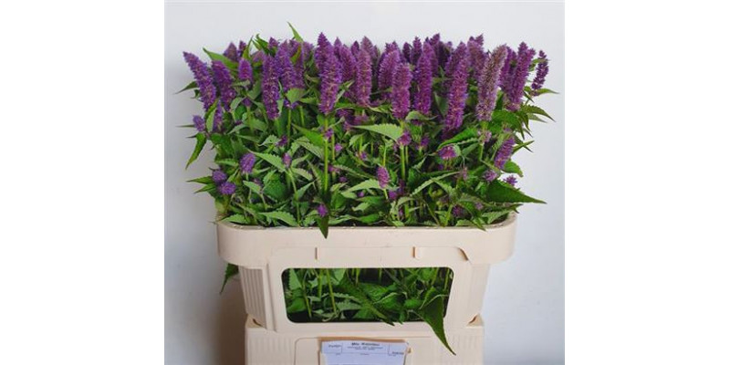 Agastache Ov 80cm A1