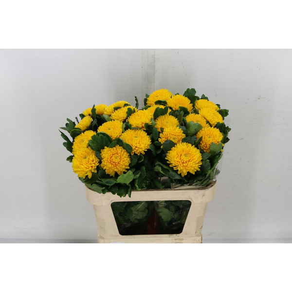 Chrysanthemums G Migoli 75cm A1 Col-White