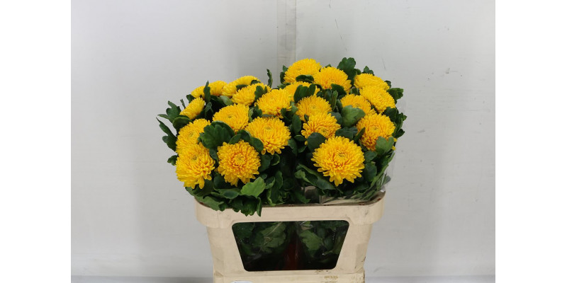 Chrysanthemums G Migoli 75cm A1 Col-White