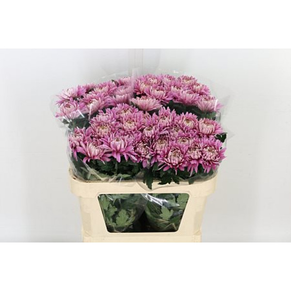 Chrysanthemums G Pandion Rose 75cm A1