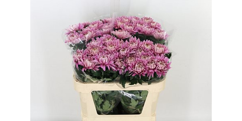 Chrysanthemums G Pandion Rose 75cm A1