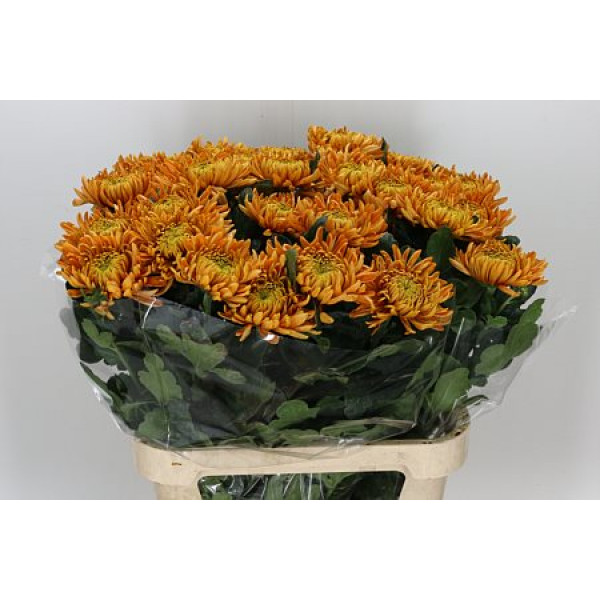 Chrysanthemums G Armg Bronze 80cm A1