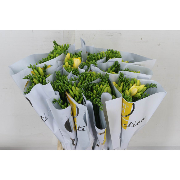 Freesias En Dukaat 50 A2Yellow