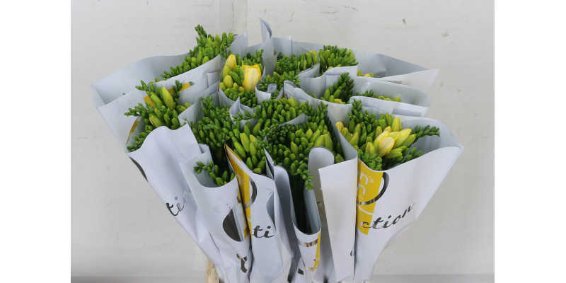 Freesias En Dukaat 50 A2Yellow