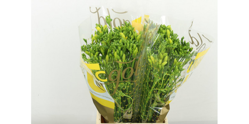 Freesias En Dukaat 52cm A1 Col-Yellow