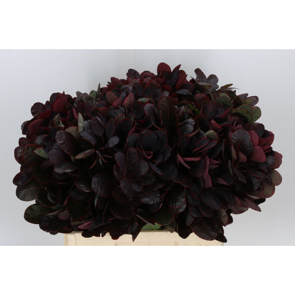 Coti C Royal Purple 60cm A1 Col-Burgundy