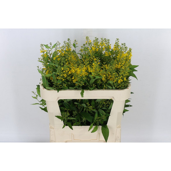 Lysim Vulgaris 75cm  Col-Yellow