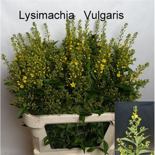 Lysim Vulgaris Geel 80cm A1