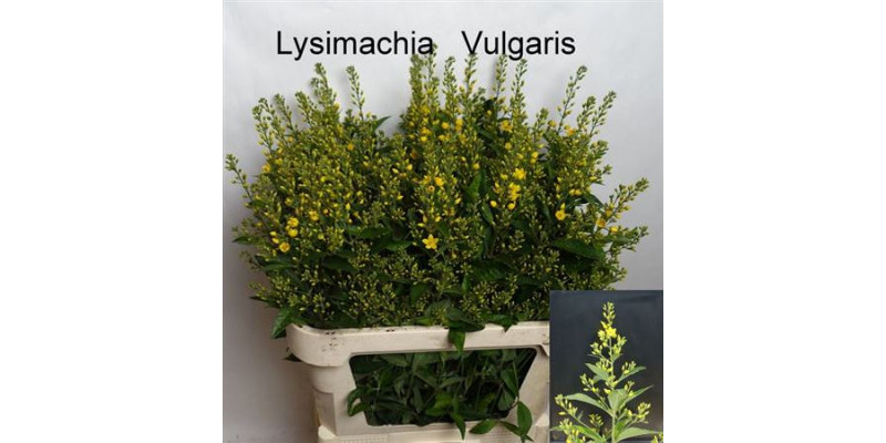 Lysim Vulgaris Geel 80cm A1