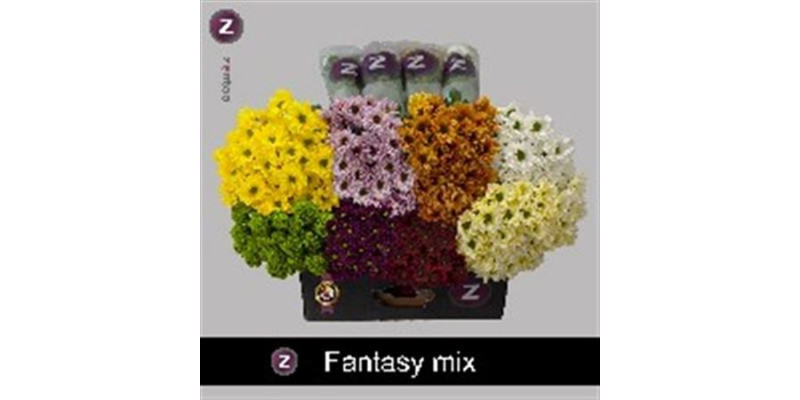 Chrysanthemums T Gemengd 70 A1Mixed