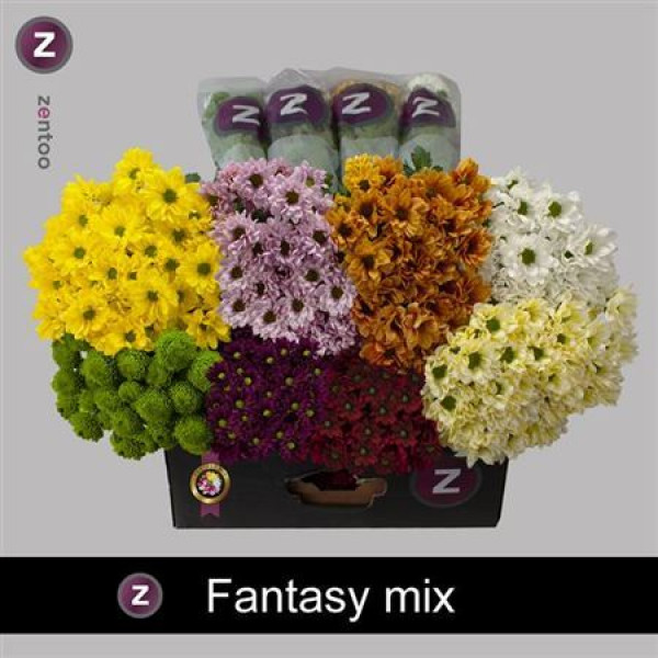 Chr T Gem Fantasy Mix 70cm A1 Col-Mixed