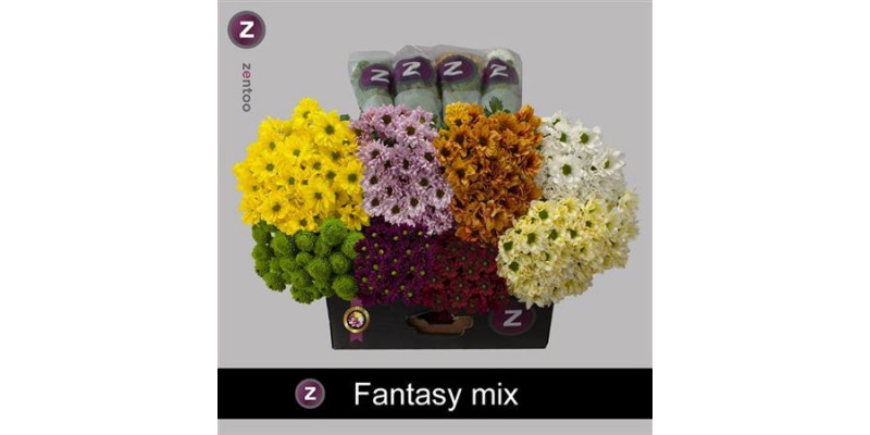 Chrysanthemums T Gem Fantasy Mix 70cm A1 Col-Mixed