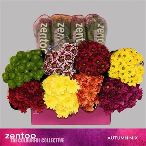 Chrysanthemums T Gem Autumn Mix 70cm A1 Col-Mixed