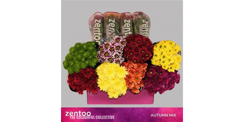 Chrysanthemums T Gem Autumn Mix 70cm A1 Col-Mixed