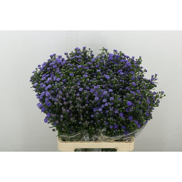 Aster  Blue Master 70 cm A1